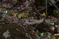 Dudleya cymosa crebrifolia