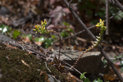 Dudleya cymosa crebrifolia