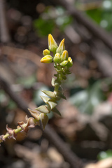 Dudleya cymosa crebrifolia