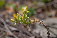 Dudleya cymosa crebrifolia