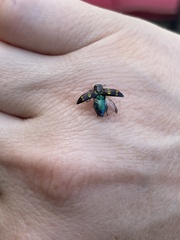 Chrysobothris chrysoela