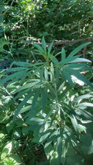 Coreopsis tripteris