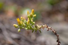 Dudleya cymosa crebrifolia