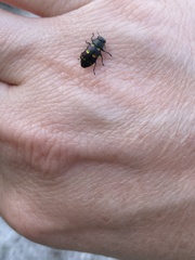 Chrysobothris chrysoela