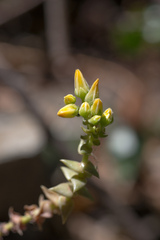 Dudleya cymosa crebrifolia