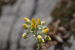 Dudleya cymosa crebrifolia