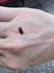 Chrysobothris chrysoela