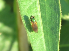 Chloromyia formosa
