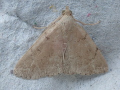 Zanclognatha protumnusalis