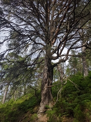 Pinus sylvestris sylvestris