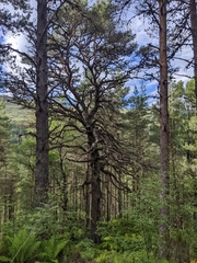 Pinus sylvestris sylvestris