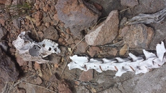 Odocoileus hemionus eremicus