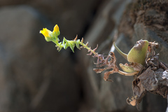 Dudleya cymosa crebrifolia