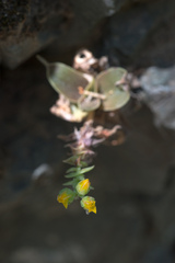 Dudleya cymosa crebrifolia