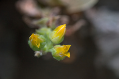 Dudleya cymosa crebrifolia