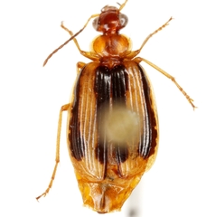 Lebia solea