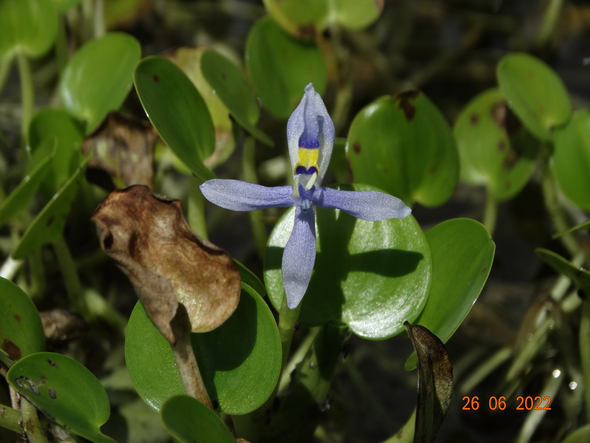 Heteranthera rotundifolia