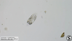 Histriculus histrio