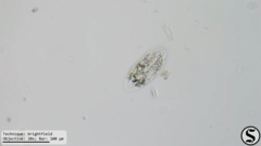 Histriculus histrio