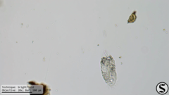 Histriculus histrio