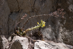Dudleya cymosa crebrifolia