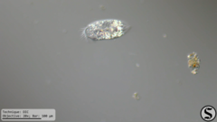 Histriculus histrio