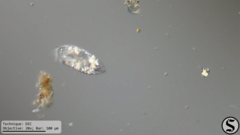 Histriculus histrio