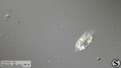 Histriculus histrio