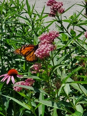 Danaus plexippus