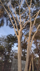Albizia niopoides