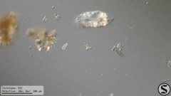 Histriculus histrio