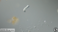Heterolepidoderma