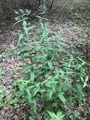 Eupatorium sessilifolium