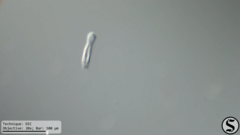 Heterolepidoderma