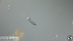 Heterolepidoderma