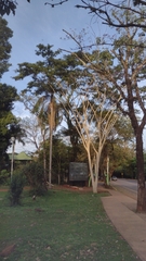 Albizia niopoides