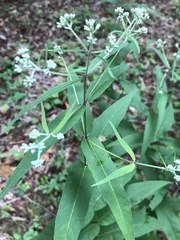 Eupatorium sessilifolium