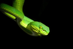 Trimeresurus erythrurus