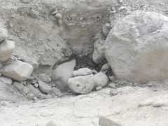 Pituophis lineaticollis