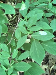 Leucanthiza dircella