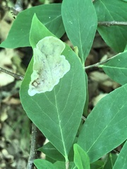 Leucanthiza dircella