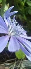Cichorium intybus