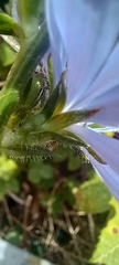 Cichorium intybus