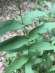 Eupatorium sessilifolium
