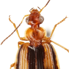 Lebia solea