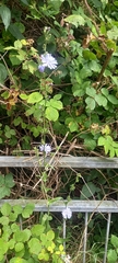Cichorium intybus