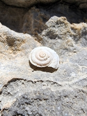 Oreohelix handi