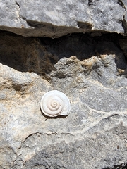 Oreohelix handi