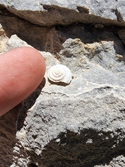 Oreohelix handi