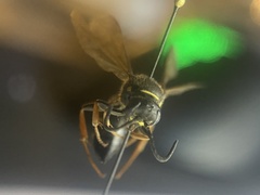 Argogorytes mystaceus